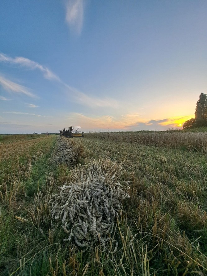 03_dorsen_3
